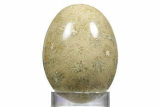 Polished Oligocene Fossil Coral Egg - Philippines #356294