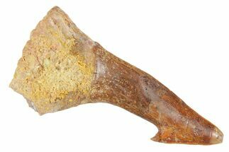 Bargain, Fossil Sawfish (Onchopristis) Rostral Barb - Morocco #356403