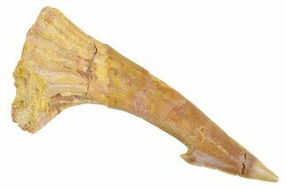 Fossil Sawfish (Onchopristis) Rostral Barb - Morocco #356406
