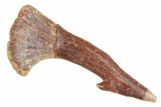 Fossil Sawfish (Onchopristis) Rostral Barb - Morocco #356418