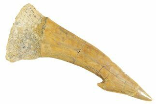 Fossil Sawfish (Onchopristis) Rostral Barb - Morocco #356423