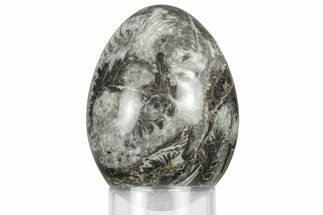 Polished Fossil Horn Coral Egg - Idaho #356390