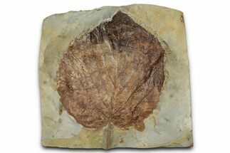 Paleocene Fossil Leaf (Davidia) - Montana #356514