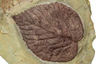 Paleocene Fossil Leaf (Davidia) - Montana #356536