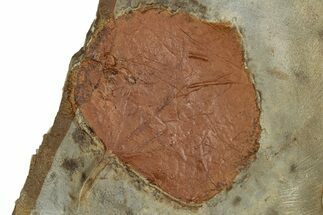 Paleocene Fossil Leaf (Zizyphoides) - Montana #356549