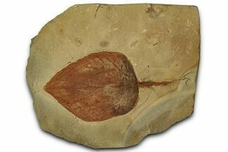 Detailed Fossil Leaf (Celtis) - Montana #356551