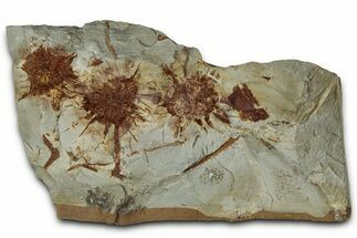 Paleocene Fossil Infructescence (Macginicarpa) Plate - Montana #356552