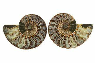 Cut & Polished Crystal-Filled Ammonite Fossil - Madagascar #354108