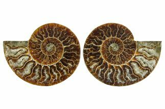 Cut & Polished Crystal-Filled Ammonite Fossil - Madagascar #354153