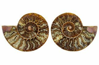 Cut & Polished Crystal-Filled Ammonite Fossil - Madagascar #354154