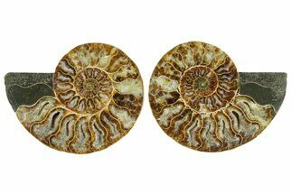 Cut & Polished Crystal-Filled Ammonite Fossil - Madagascar #354155