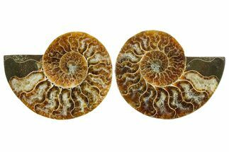 Cut & Polished Crystal-Filled Ammonite Fossil - Madagascar #354157