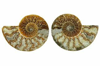 Cut & Polished Crystal-Filled Ammonite Fossil - Madagascar #354158