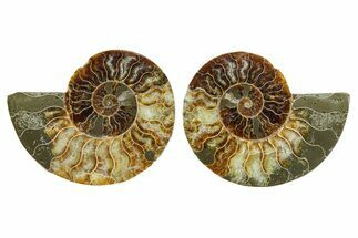 Cut & Polished Crystal-Filled Ammonite Fossil - Madagascar #354159