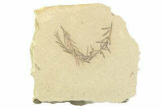 Shale With Dawn Redwood (Metasequoia) Fossils - Montana #356479