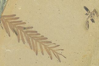 Shale With Dawn Redwood (Metasequoia) Fossils - Montana #356480