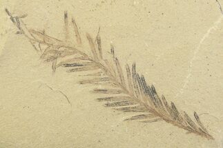 Shale With Dawn Redwood (Metasequoia) Fossil - Montana #356492