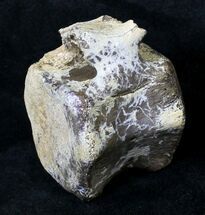 Nice Hadrosaur Vertebra - Montana #19036