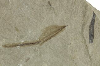 Detailed Fossil Feather - Green River Formation, Utah #356566
