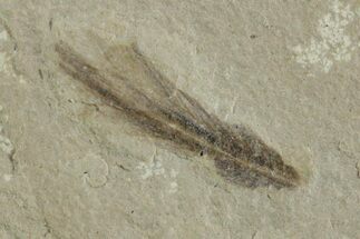 Detailed Fossil Feather - Green River Formation, Utah #356568