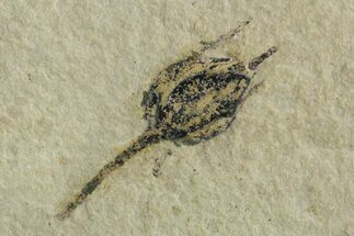 Detailed Fossil Capsular Fruit - Green River Formation, Utah #356583