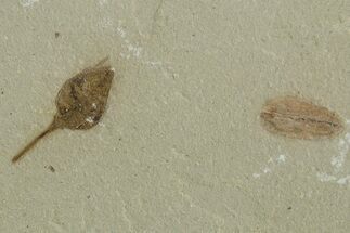 Detailed Fossil Capsular Fruit - Green River Formation, Utah #356585