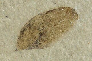 Fossil Samara (Winged Seed) - Green River Formation, Utah #356595