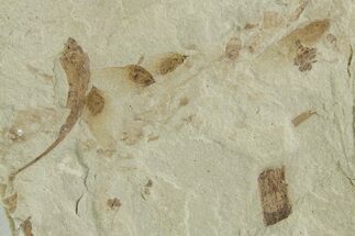 Fossil Samarae (Winged Seeds) and Plant Fragment Plate - Utah #356610