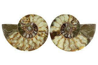 Cut & Polished, Agatized Ammonite Fossil - Madagascar #344494