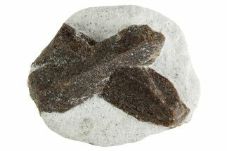 Twinned Staurolite Cross In Glittering Mica-Schist - Russia #356578