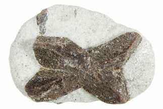Twinned Staurolite Cross In Glittering Mica-Schist - Russia #356586