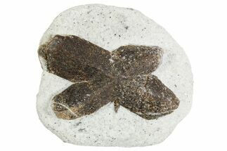 Twinned Staurolite Cross In Glittering Mica-Schist - Russia #356600