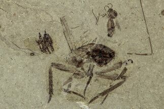Fossil Insect (Fly and Beetle) Plate - Utah #356657