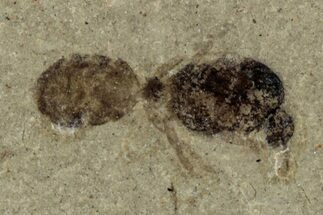 Detailed Fossil Ant - Green River Formation #356661