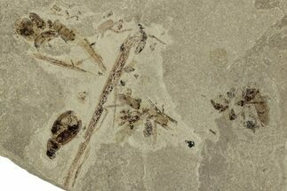 Fossil Beetle (Coleoptera) Mortality Plate - Green River Formation #356664