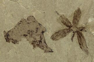 Detailed Fossil Flower - Green River Formation, Utah #356666