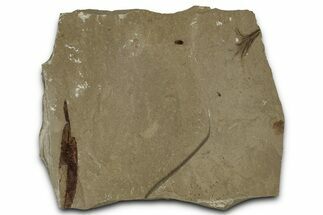 Detailed Fossil Feather and Leaf - Green River Formation, Utah #356675