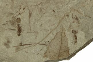 Fossil Ant and Leaf Plate - Green River Formation #356677
