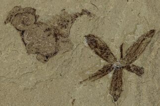 Detailed Fossil Flower - Green River Formation, Utah #356682