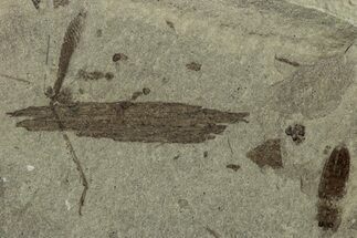 Detailed Fossil Beetle (Coleoptera) - Green River Formation #356687