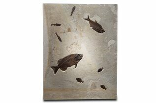 Fish Fossils For Sale