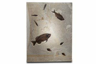 Green River Fossil Fish Mural with Monster Phareodus #356710
