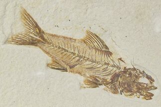 Fossil Fish (Amphiplaga) - Uncommon Species #356724