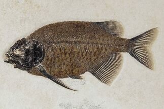 Exquisetly Detailed Fish Fossil (Phareodus) - Wyoming #356725