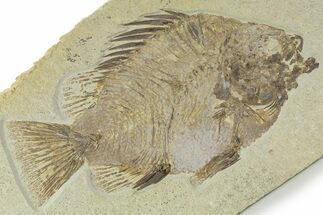 Big Fat Fossil Fish (Priscacara) - Wyoming #356752