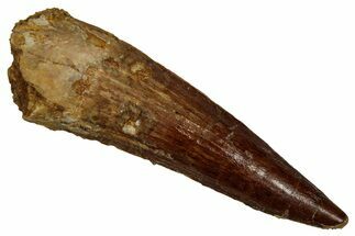 Fossil Spinosaurus Tooth - Real Dinosaur Tooth #356758