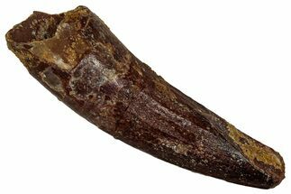 Fossil Spinosaurus Tooth - Real Dinosaur Tooth #356765