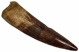 Bargain, Fossil Spinosaurus Tooth - Real Dinosaur Tooth #356768