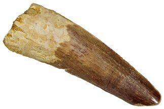 Fossil Spinosaurus Tooth - Real Dinosaur Tooth #356786