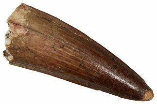 Fossil Spinosaurus Tooth - Real Dinosaur Tooth #356788